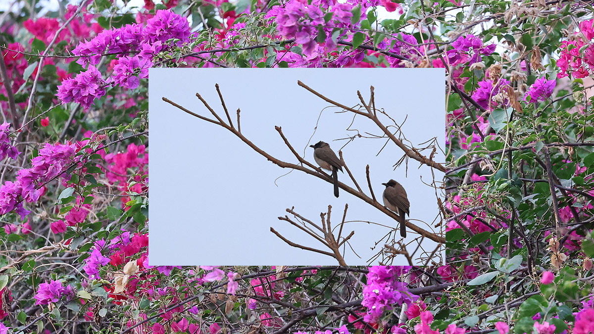Copmmon bulbul